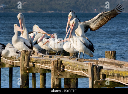 Small flock of Australian Pelicans Pelecanus conspicillatus preparing to roost on wooden jetty near Albany in Western Australia Stock Photo