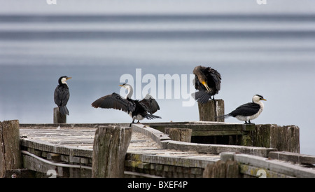 Little Pied Cormorants Microcarbo melanoleucos preening and drying wings on a jetty near Albany in Western Australia Stock Photo