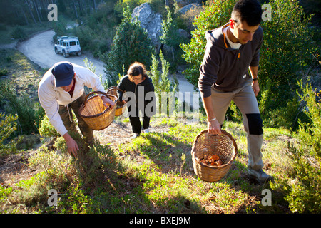 Mushroom pickers Els Ports Park Catalonia Spain Stock Photo