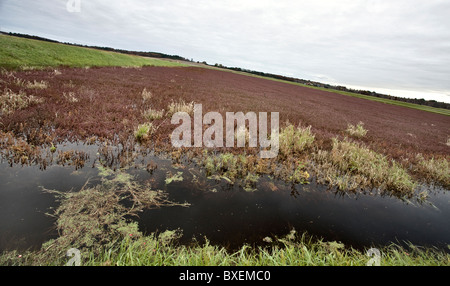Cranberry Bog Wisconsin field USA juice and jam and spread Stock Photo