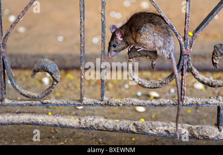 India - Rajasthan - Deshnok - rats at the Karni Mata temple Stock Photo ...
