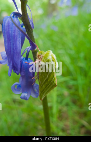 Green Silverline (Pseudoips prasinana britannica) moth on bluebell Stock Photo