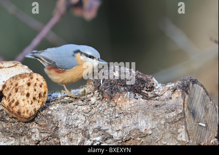 Eurasian Nuthatch (Sitta europaea) eating seeds on log in winter - Louvain-La-Neuve - Belgium Stock Photo