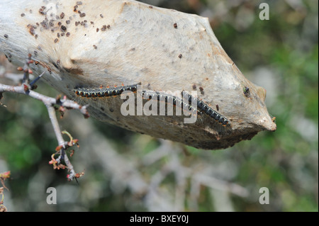 Small eggar (Eriogaster lanestris) caterpillars on their nest - Cevennes - France Stock Photo