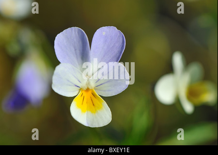 Heartsease - Wild pansy - Lady's delight love-in-idleness (Viola tricolor L. subsp tricolor) flowering at spring Stock Photo