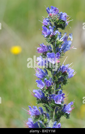 Common viper's bugloss - Blueweed (Echium vulgare) flowering at spring - Cevennes - France Stock Photo