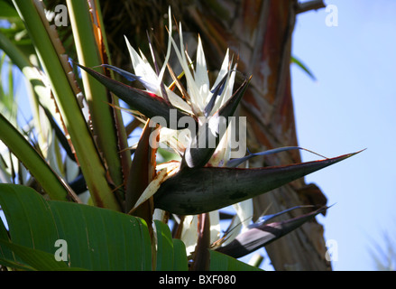 White Bird of Paradise, Strelitzia alba, Strelitziaceae. Western Cape, South Africa. Stock Photo