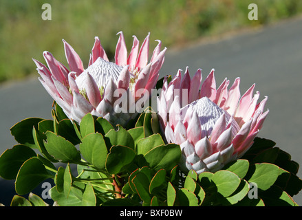 King Protea aka Giant Protea, Honeypot or King Sugar Bush, Protea cynaroides, Proteaceae, Cape Province, South Africa Stock Photo