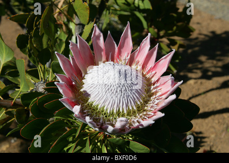 King Protea aka Giant Protea, Honeypot or King Sugar Bush, Protea cynaroides, Proteaceae, Cape Province, South Africa Stock Photo