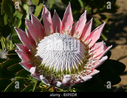 King Protea aka Giant Protea, Honeypot or King Sugar Bush, Protea cynaroides, Proteaceae, Cape Province, South Africa Stock Photo