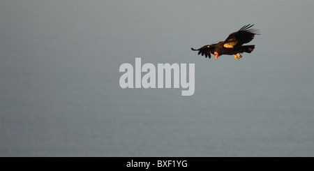 A California Condor scanning the ground for food. Stock Photo