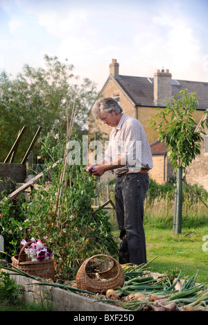 A man picks sweet pea flowers growing on a raised bed in an English garden Common Farm Flowers UK Stock Photo