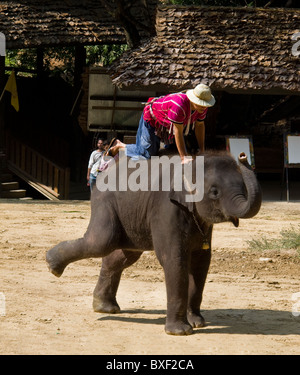 Thailand elephant - An elephant performing at the Maesa Elephant Camp in Chiang Mai in Thailand South East Asia. Stock Photo