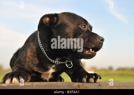 portrait of a staffordshire bull terrier angry and laid down Stock Photo