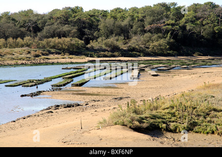 Oyster beds at low tide at La Guittiere western France A hamlet on the Atlantic coast Stock Photo