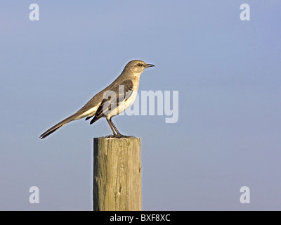 Northern mockingbird perched Stock Photo