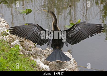 Anhinga drying wings Stock Photo