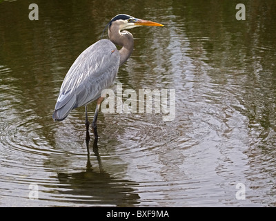 Great blue heron standing in water, fishing Stock Photo