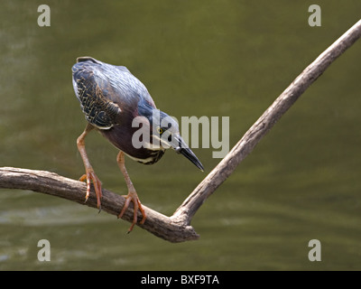 Little green heron perched with fish in beak Stock Photo