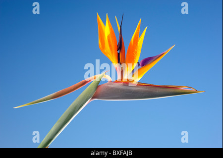 Bird of Paradise flower Stock Photo