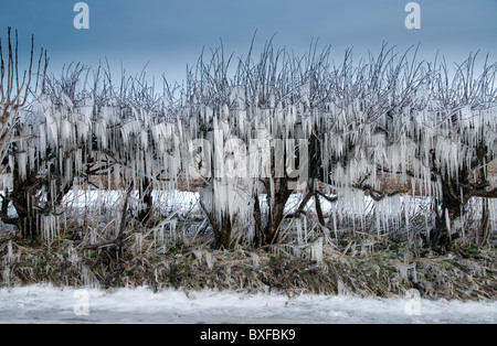 icicles Stock Photo