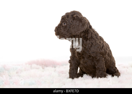 Cute Labradoodle Puppy on Rug Stock Photo