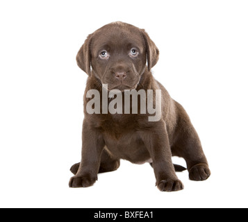 Very Cute Chocolate Labrador Puppy Stock Photo
