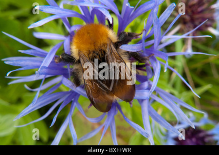 Moss carder bee (Bombus muscorum), on cornflower Stock Photo