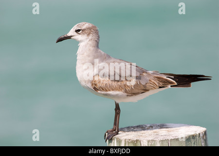 Juvenile Laughing gull, Larus atricilla, on shoreline at Anna Maria Island, Florida, USA Stock Photo