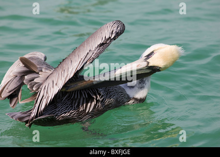 Brown pelican, Pelecanus occidentalis, preening off Florida coast in the Gulf of Mexico by Anna Maria Island, USA