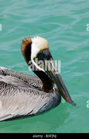 Brown pelican off the Florida coast in the Gulf of Mexico by Anna Maria Island, United States of America Stock Photo