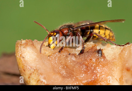 Hornet eats windfalls - Vespa crabro Stock Photo