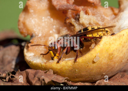 Hornet eats windfalls - Vespa crabro Stock Photo