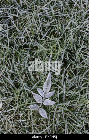Frozen leaf in grass Stock Photo