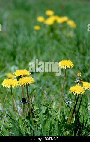 Common Dandelion (Taraxacum officinale) in field, France Stock Photo