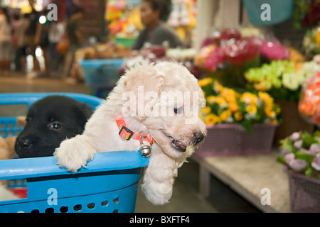 Puppies For Sale At The Weekend Market Bangkok Thailand Stock Photo Alamy   Puppies For Sale At Chatuchak Weekend Market Bangkok Thailand Bxftf4 