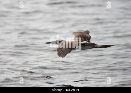 Blue-footed Booby (Sula nebouxii), immature flying over the waters of Isabela Island, Galapagos. Stock Photo