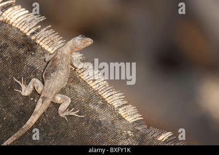 Galapagos Lava Lizard female sunning itself on the back of a Marine Iguana Stock Photo