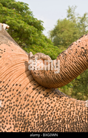 Closeup of Asian elephant. Thailand. Stock Photo