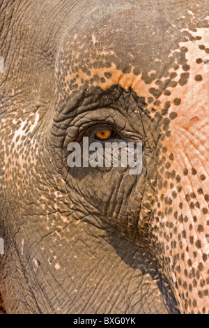 Closeup of Asian elephant. Thailand. Stock Photo