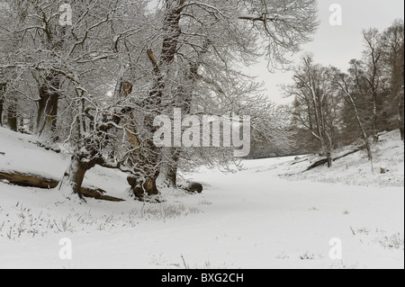 snow covered trees in winter sycamore chestnut oak Stock Photo