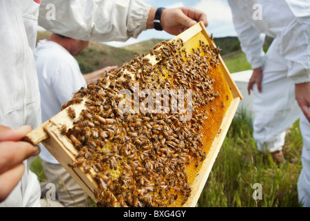 Beekeepers checking frame covered in bees Stock Photo