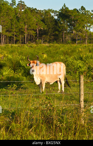 Bull Florida Cracker heritage cattle breed, Wesley Chapel, Fl. Stock Photo