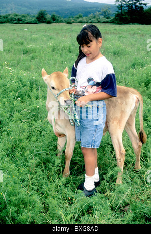 young jersey cow standing in grassy meadow Stock Photo - Alamy