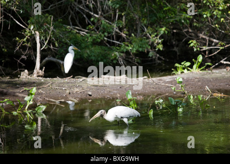 Typical Everglades scene egret and endangered species wood stork in glade, Florida, USA Stock Photo