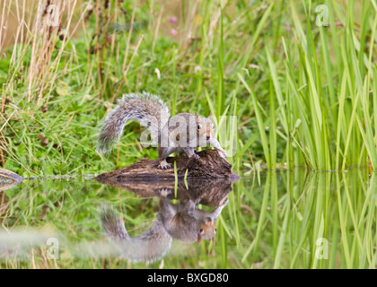 Grey Squirrel ( Sciurus carolinensis ) drinking at pond Stock Photo