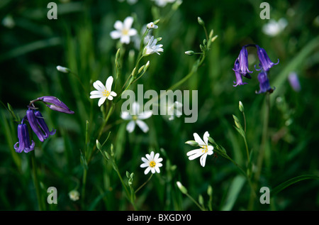 Bluebells (hyacinthoides non-scripta) growing amongst greater stitchwort (stellaria holostea) in a woodland in Wiltshire, UK. Stock Photo