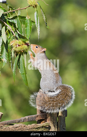 Grey Squirrel ( Sciurus carolinensis ) feeding on sweet chestnuts Stock Photo