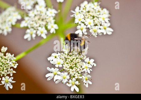 Bee collecting nectar from garden montrose scotland Stock Photo
