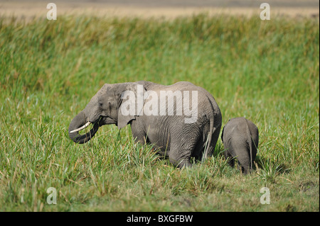 African bush elephant - Savanna elephant - Bush elephant (Loxodonta africana) mother and her young grazing in a marsh Stock Photo
